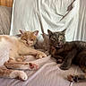 cats, felines, orange_cat, gray_cat, pets, animals, sleeping, lounging, bed, bedding, blanket, indoors, home, relaxed, collar, whiskers, paws, fur, portrait, cozy