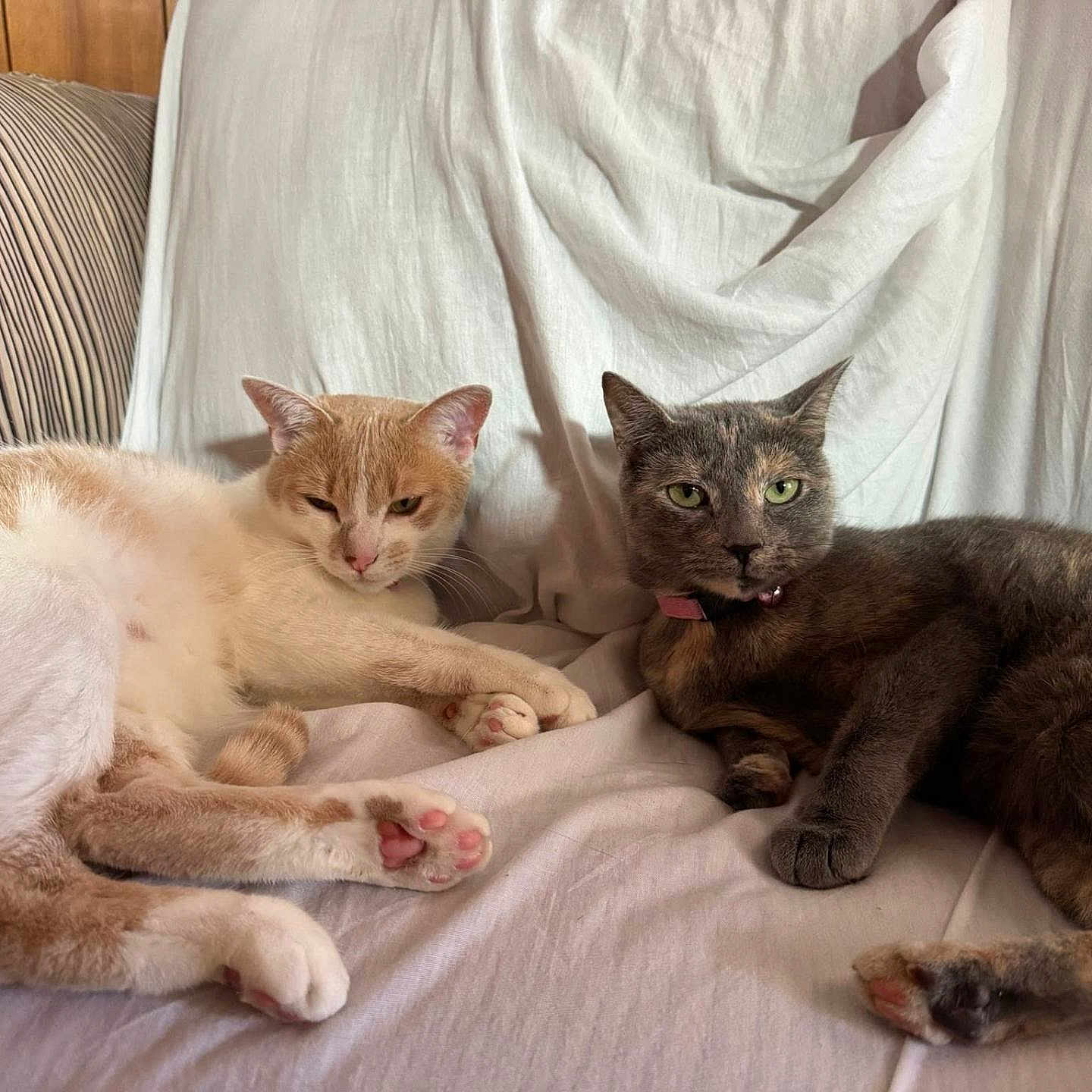 Abby And Millie is registered to the contest to win money with this photo: cats, felines, orange_cat, gray_cat, pets, animals, sleeping, lounging, bed, bedding, blanket, indoors, home, relaxed, collar, whiskers, paws, fur, portrait, cozy