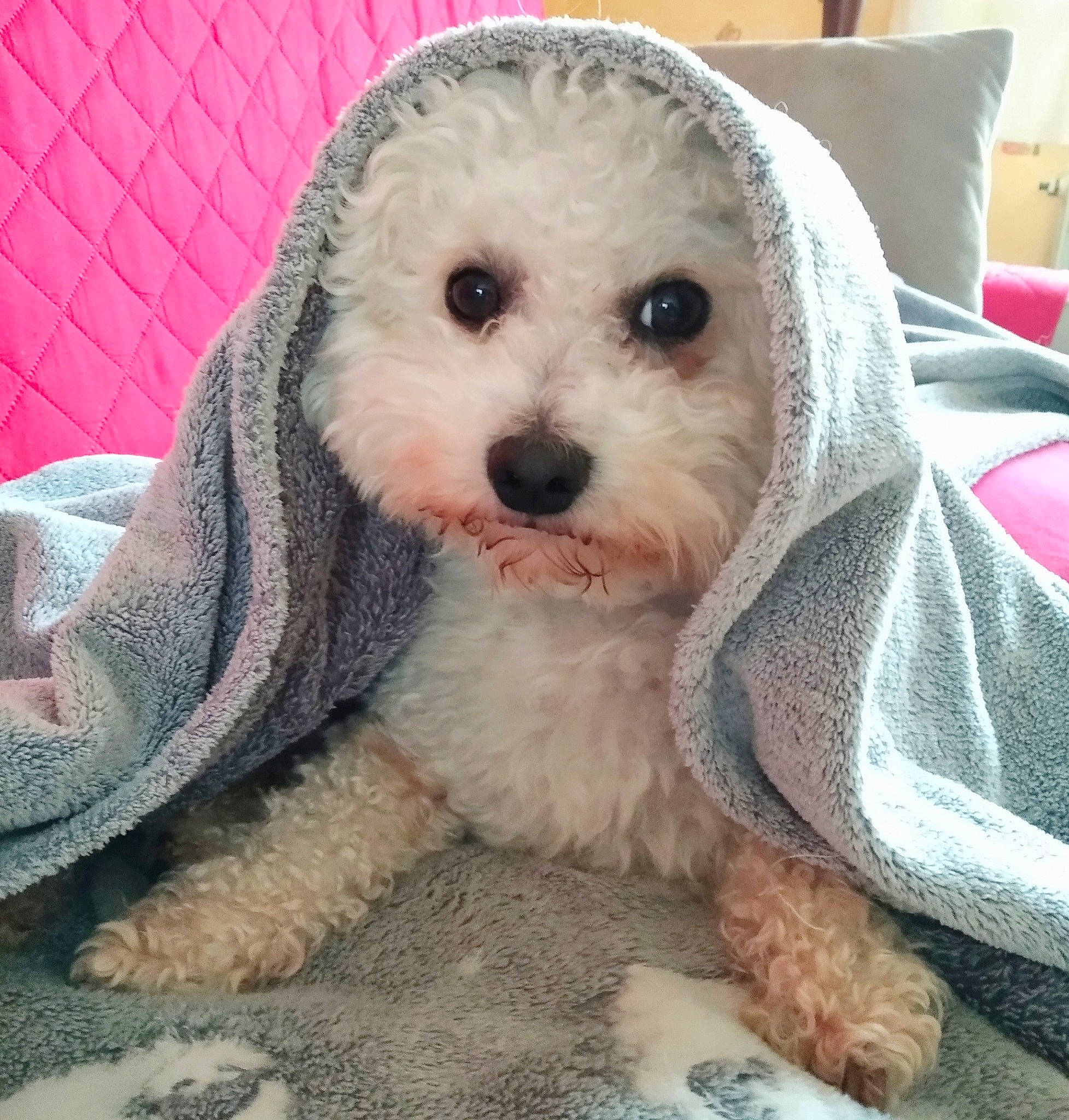 Liam a rejoint le concours — aidez-le/la à gagner de superbes lots ! canidae, carnivore, companion_dog, couch, dog, dog_breed, dog_supply, linens, maltepoo, non_sporting_group, pattern, pet_supply, pillow, pink, puppy, snout, sporting_group, toy_dog, water_dog, working_animal