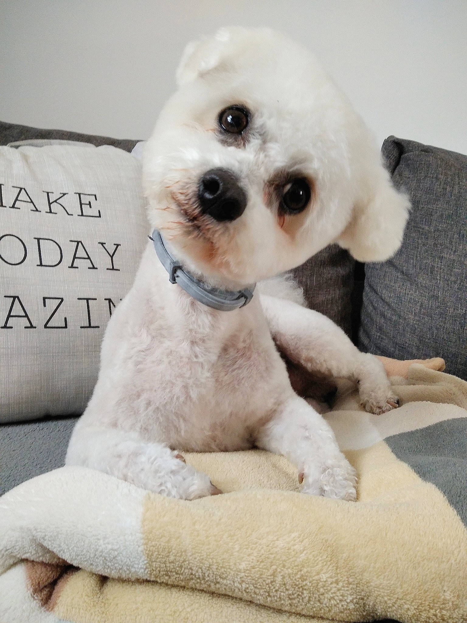 Liam participe au concours pour gagner de l'argent avec cette photo : bichon, canidae, carnivore, collar, companion_dog, couch, dog, dog_breed, dog_supply, home_accessories, non_sporting_group, pet_supply, puppy, snout, sporting_group, toy, toy_dog, vertebrate, working_animal