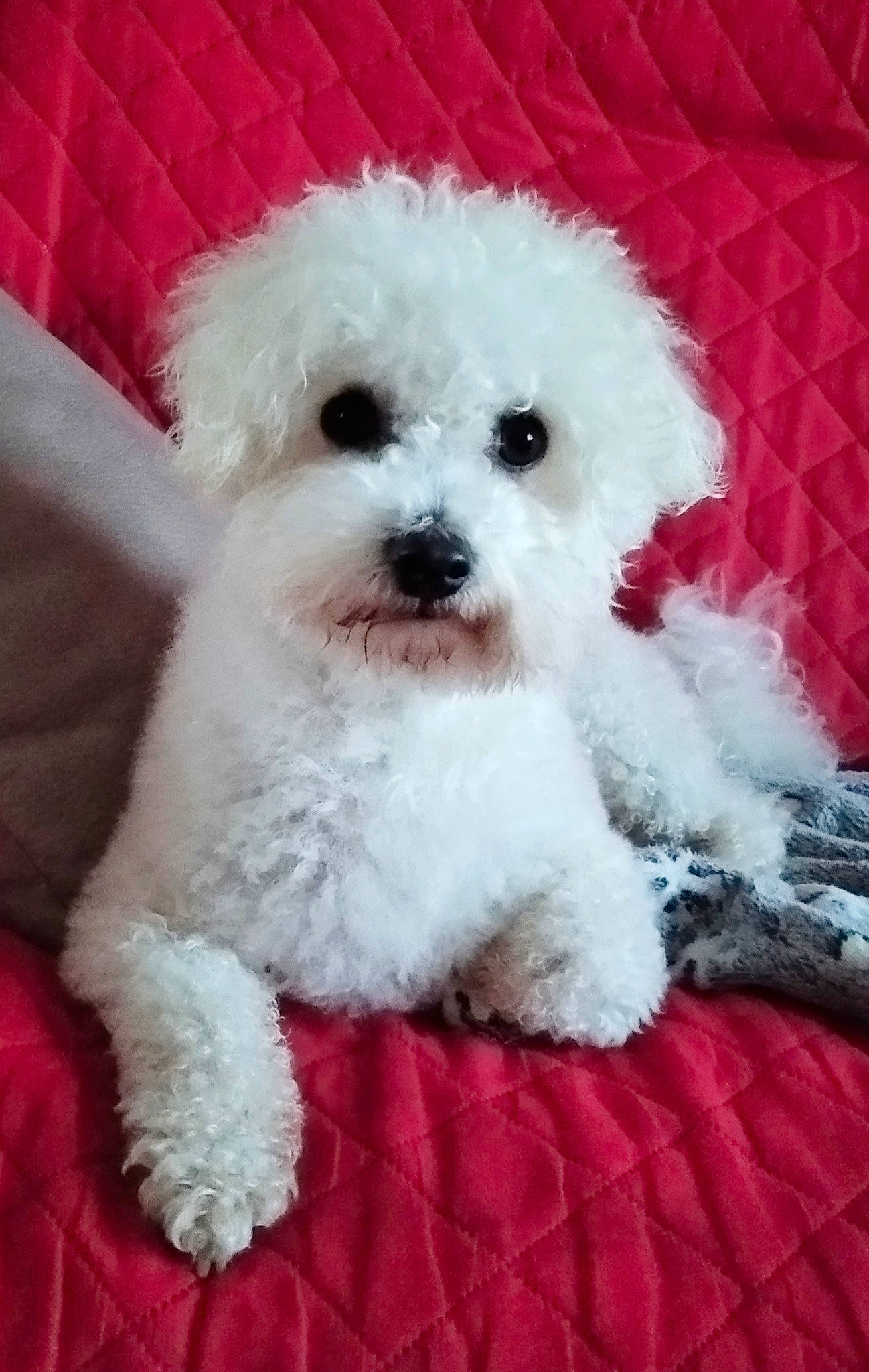 Liam participe au concours pour gagner de l'argent avec cette photo : bichon, bichon_frise, bolognese, canidae, carnivore, companion_dog, dog, dog_breed, fur, maltepoo, non_sporting_group, poodle, poodle_crossbreed, puppy, shih_poo, snout, tongue, toy_dog, water_dog, working_animal
