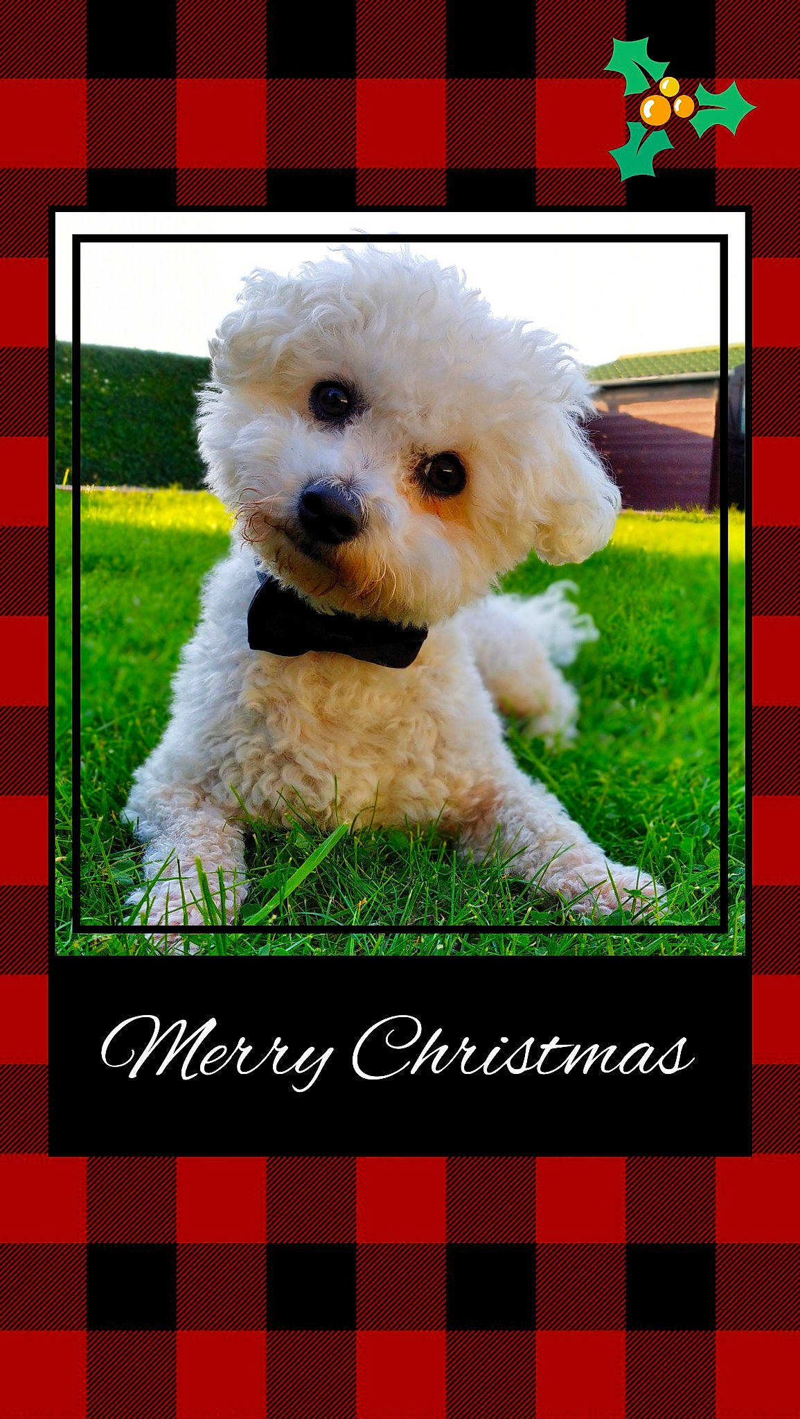 Liam a rejoint le concours — aidez-le/la à gagner de superbes lots ! bichon, canidae, carnivore, companion_dog, coquelicot, dog, dog_breed, maltepoo, mammal, pattern, pet_supply, photo_caption, plaid, poodle, puppy, rectangle, snout, toy_dog, vertebrate, working_animal