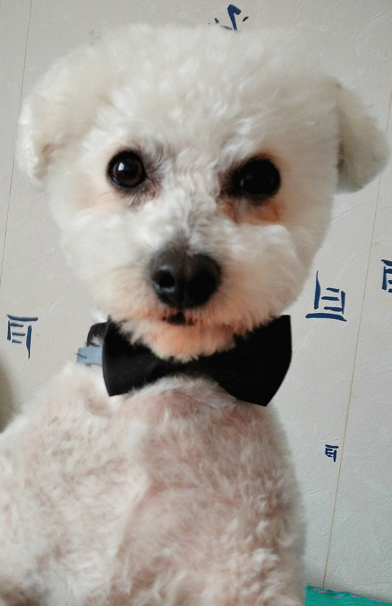 Liam participe au concours pour gagner de l'argent avec cette photo : bichon, canidae, carnivore, companion_dog, dog, dog_breed, dog_supply, maltepoo, non_sporting_group, pet_supply, poodle, poodle_crossbreed, puppy, snout, stuffed_toy, toy_dog, vertebrate, water_dog, working_animal