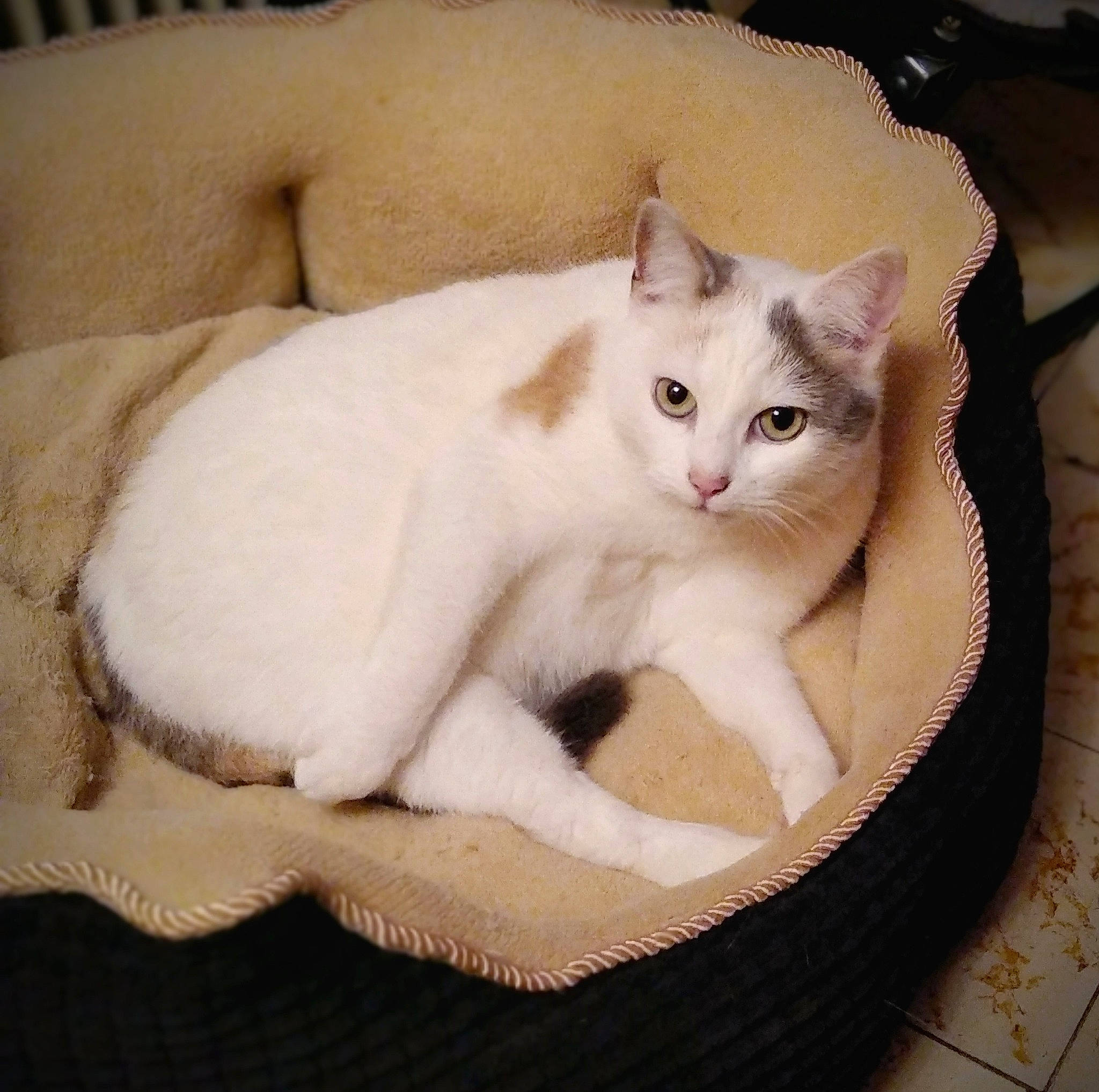 Omie a rejoint le concours — aidez-le/la à gagner de superbes lots ! beige, carnivore, cat, cat_bed, cat_furniture, cat_supply, comfort, domestic_short_haired_cat, fawn, felidae, fur, home_accessories, mammal, paw, pet_supply, small_to_medium_sized_cats, snout, tail, vertebrate, whiskers