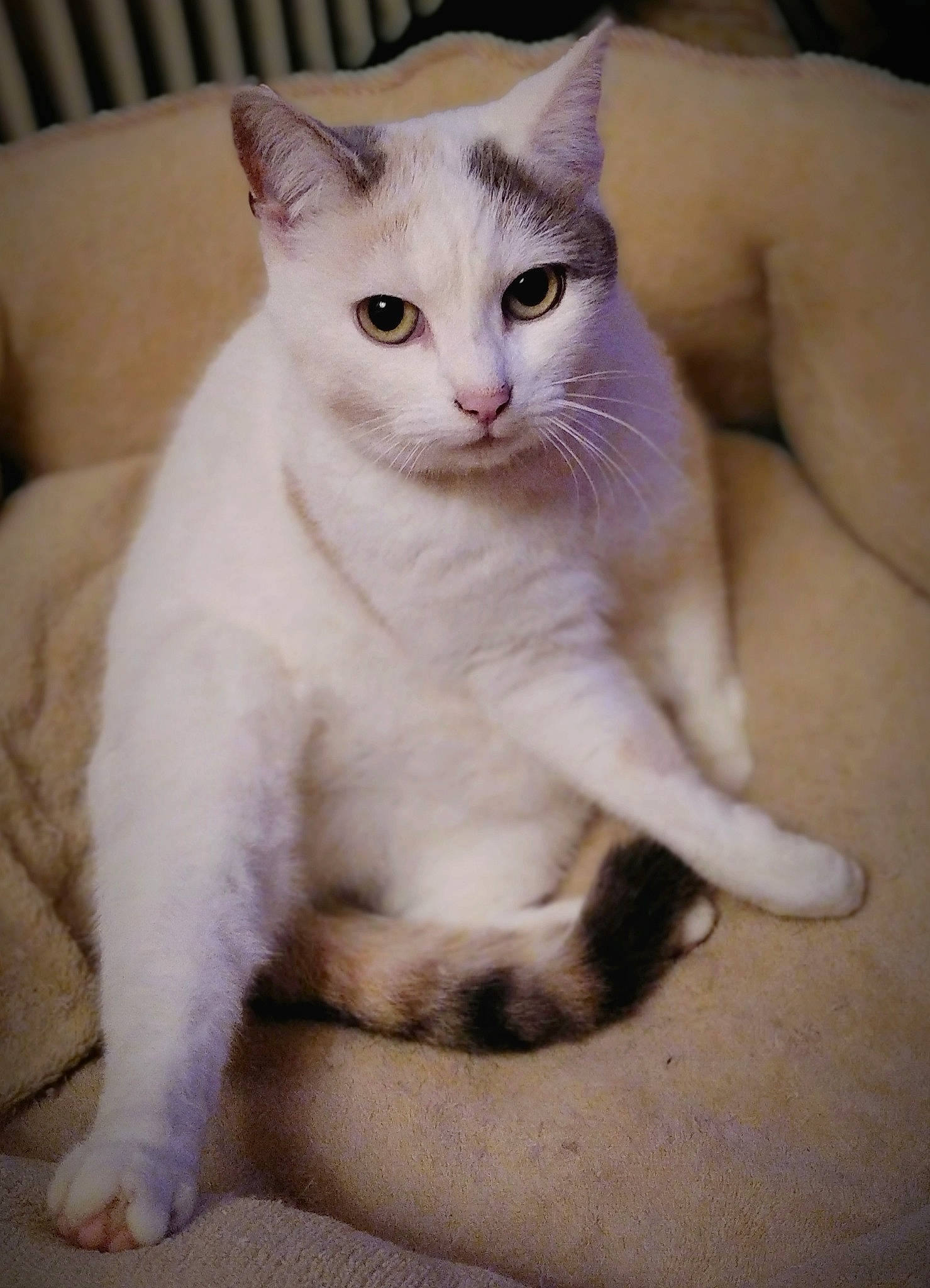 Omie a rejoint le concours — aidez-le/la à gagner de superbes lots ! carnivore, cat, claw, comfort, couch, domestic_short_haired_cat, fawn, felidae, foot, fur, paw, sitting, small_to_medium_sized_cats, snout, tail, terrestrial_animal, toe, vertebrate, whiskers