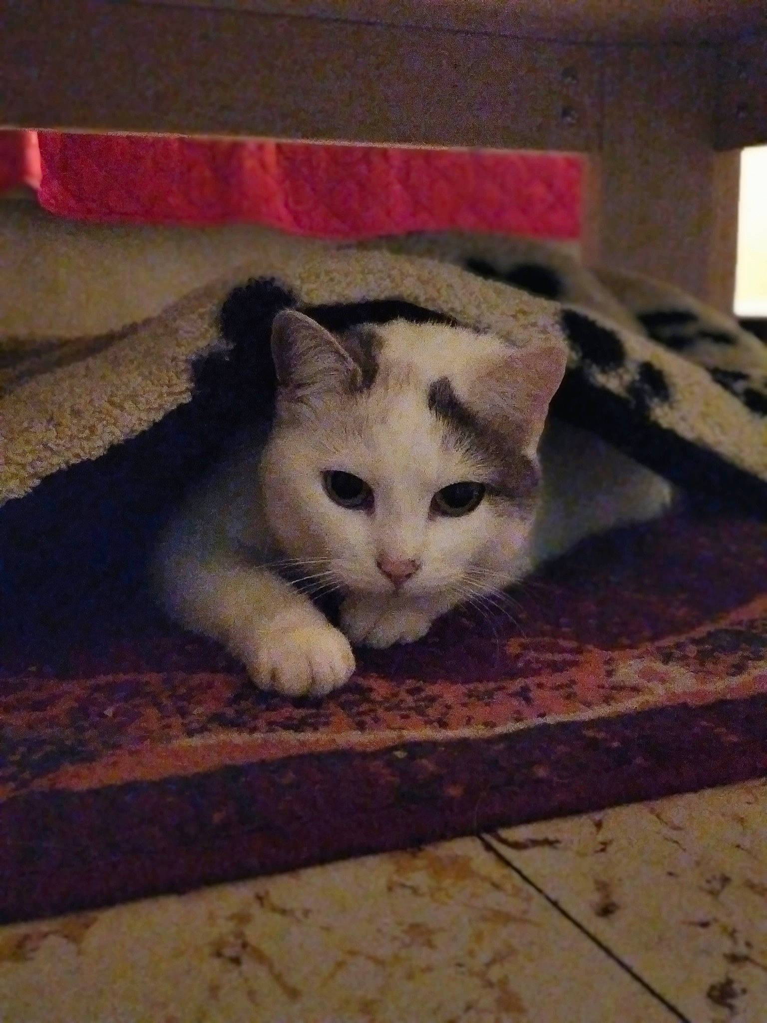 Omie participe au concours pour gagner de l'argent avec cette photo : carnivore, cat, domestic_short_haired_cat, felidae, fur, pet_supply, small_to_medium_sized_cats, snout, tail, terrestrial_animal, vertebrate, whiskers