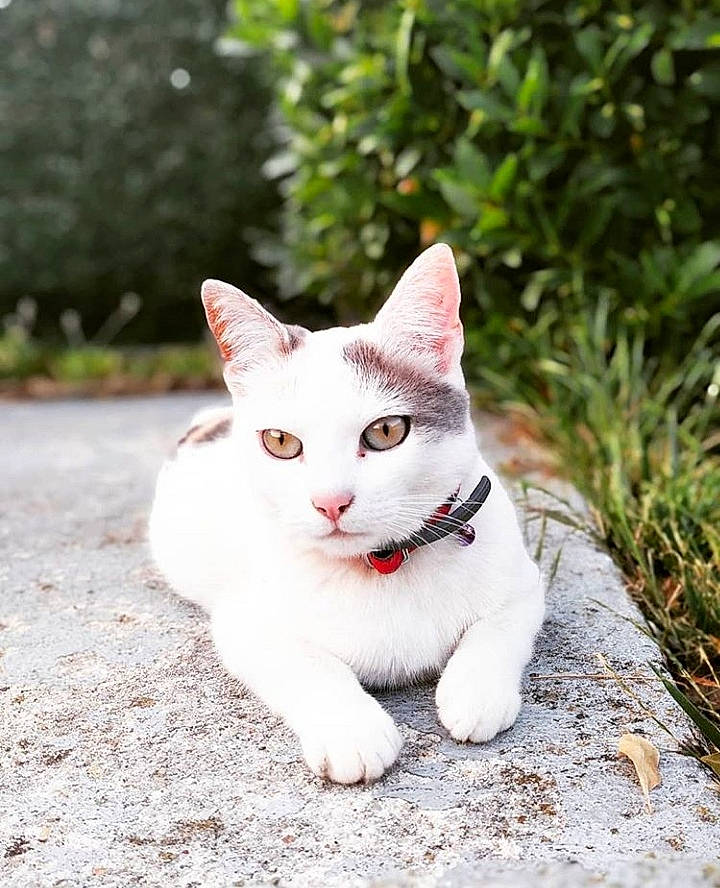 Omie participe au concours pour gagner de l'argent avec cette photo : carnivore, cat, domestic_short_haired_cat, felidae, foot, fur, paw, small_to_medium_sized_cats, snout, tail, terrestrial_animal, whiskers