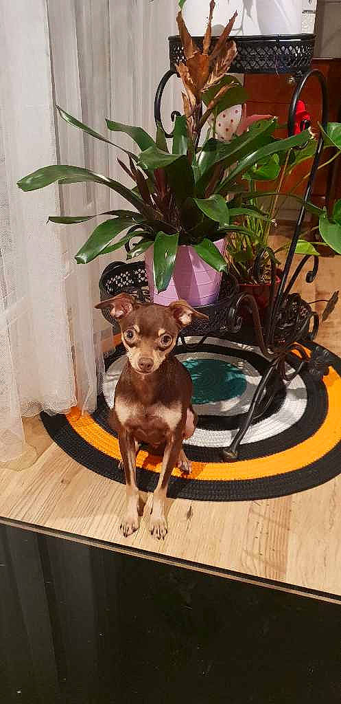 D?ekis joined the competition — help win amazing prizes! canidae, carnivore, dog, dog_breed, fawn, flower, houseplant, plant