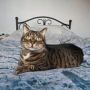 Irwing a rejoint le concours — aidez-le/la à gagner de superbes lots ! cat, tabby_cat, bed, blanket, green_eyes, striped_fur, indoor, feline, resting, pet, animal, fur, whiskers, metal_headboard, home, comfort, laying_down, looking, domestic_cat, household