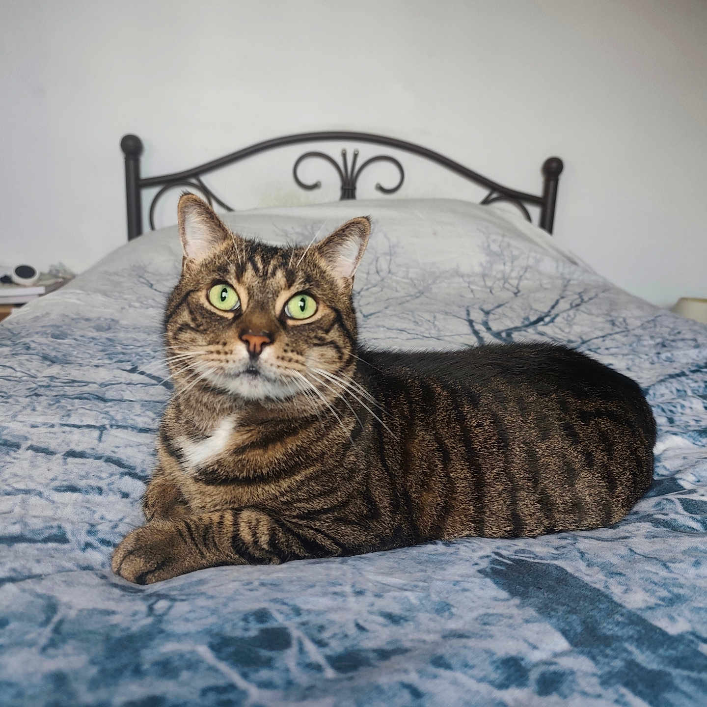 Irwing a rejoint le concours — aidez-le/la à gagner de superbes lots ! animal, bed, blanket, cat, comfort, domestic_cat, feline, fur, green_eyes, home, household, indoor, laying_down, looking, metal_headboard, pet, resting, striped_fur, tabby_cat, whiskers