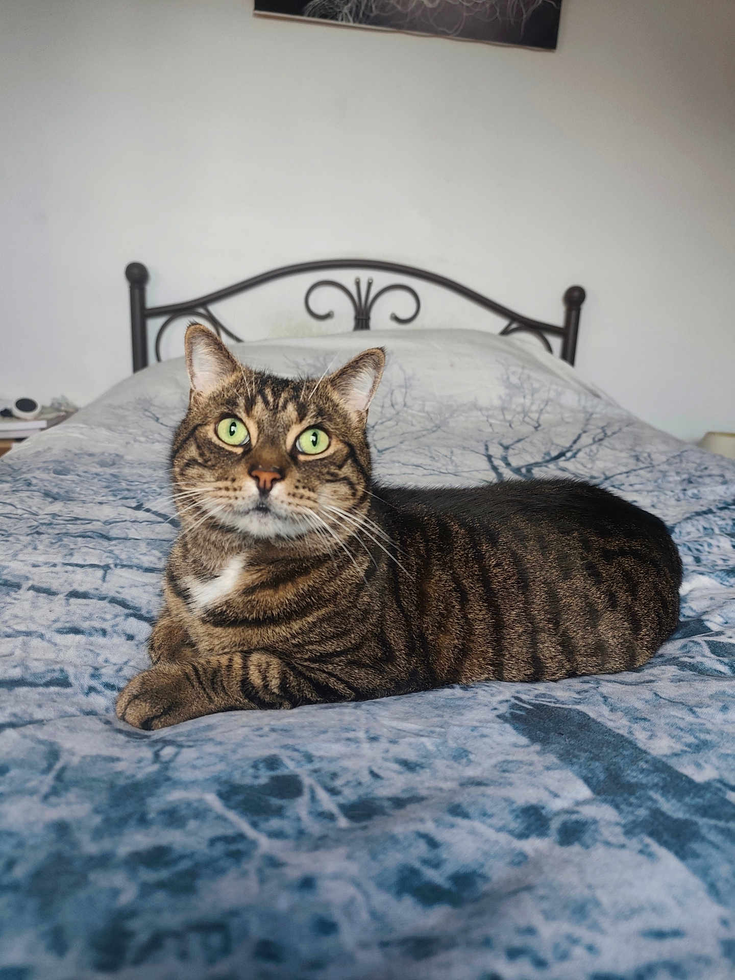 Irwing a rejoint le concours — aidez-le/la à gagner de superbes lots ! cat, tabby_cat, bed, blanket, green_eyes, striped_fur, indoor, feline, resting, pet, animal, fur, whiskers, metal_headboard, home, comfort, laying_down, looking, domestic_cat, household
