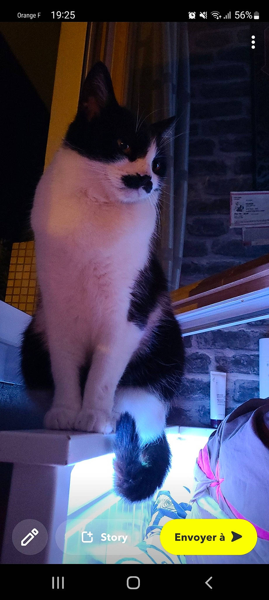 Angus participe au concours pour gagner de l'argent avec cette photo : automotive_lighting, car, carnivore, cat, domestic_short_haired_cat, eye, felidae, fur, hood, light, mammal, paw, pink, small_to_medium_sized_cats, snapshot, tail, vehicle_door, vertebrate, whiskers, windshield