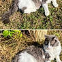 animal, cat, cute, domestic_animal, feline, fluffy_cat, grass, gray_cat, greenery, leaf, mammal, nature, outdoor, pet, relaxed, resting, sunlight, sunny_day, white_cat, wild_grass
