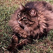 June is registered to the contest to win money with this photo: cat, fluffy, long_hair, grass, outdoor, animal, pet, nature, laying_down, resting, mammal, whiskers, ears, paws, fur, brown, tabby, alert, relaxed, sunlight
