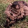 cat, fluffy, long_hair, grass, outdoor, animal, pet, nature, laying_down, resting, mammal, whiskers, ears, paws, fur, brown, tabby, alert, relaxed, sunlight