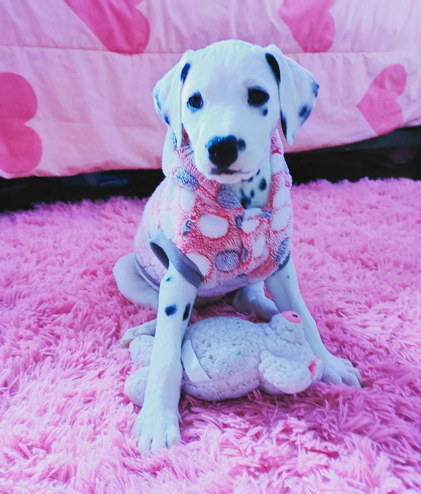 Daisy is registered to the contest to win money with this photo: carnivore, collar, companion_dog, dog, dog_breed, dog_clothes, dog_collar, dog_supply, fawn, magenta, paw, pet_supply, pink, purple, snout, sporting_group, stuffed_toy, tail, toy, toy_dog