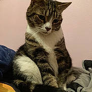 Sam is registered to the contest to win money with this photo: abyssinian, animal, architecture, armchair, blanket, building, cat, chair, couch, cushion, egyptiancat, furniture, homedecor, indoors, kitten, livingroom, manx, pet, room, siamese