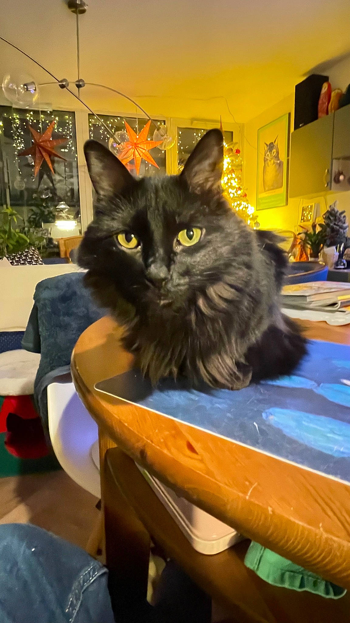 Nils participe au concours pour gagner de l'argent avec cette photo : black_cat, bombay, box, carnivore, cat, cat_supply, domestic_short_haired_cat, felidae, flowerpot, fur, houseplant, plant, room, sitting, small_to_medium_sized_cats, snout, tail, terrestrial_animal, whiskers, window