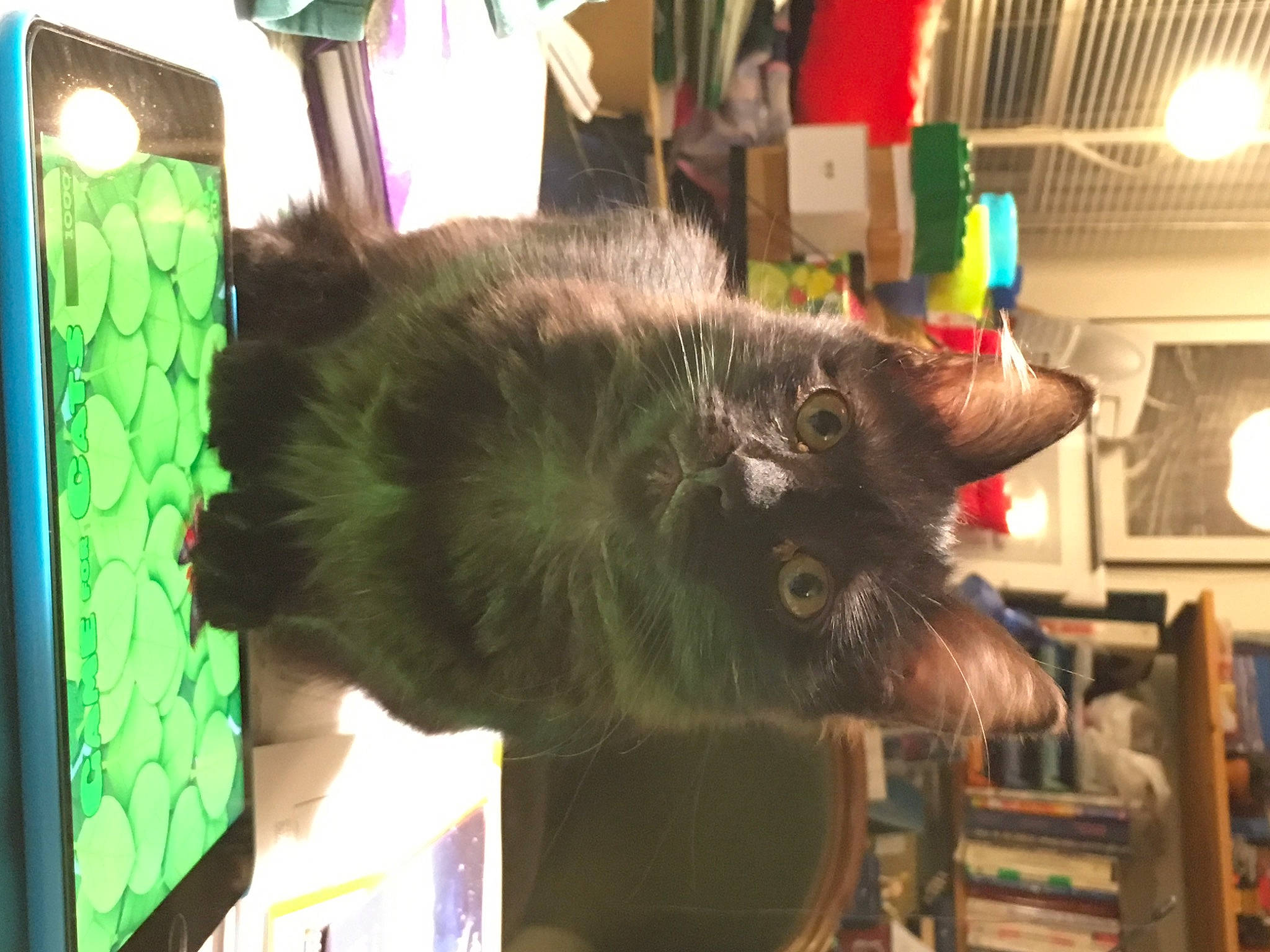 Nils participe au concours pour gagner de l'argent avec cette photo : black_cat, carnivore, cat, claw, domestic_short_haired_cat, ear, felidae, fur, green, small_to_medium_sized_cats, tail, terrestrial_animal, whiskers, working_animal