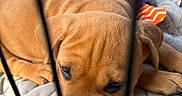 Grimm Reaper joined the competition — help win amazing prizes! animal, blanket, brown, cage, closeup, cozy, crate, cute, dog, fur, indoors, pet, plush_toy, puppy, quiet, relaxed, resting, sleeping, soft, young_dog