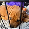 animal, blanket, brown, cage, closeup, cozy, crate, cute, dog, fur, indoors, pet, plush_toy, puppy, quiet, relaxed, resting, sleeping, soft, young_dog