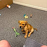 animal, brown_dog, cardboard_box, carpet, curious, dog, floor, human, indoor, legs, looking_up, pet, plastic_mat, play, puppy, room, sitting, toys, wall, young_dog