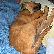 Grimm Reaper is registered to the contest to win money with this photo: dog, sleeping, bed, blanket, blue_blanket, yellow_sheet, brown_dog, collar, resting, cozy, indoor, pet, animal, paw, tail, human_feet, relaxing, comfort, furniture, sleep