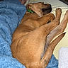 dog, sleeping, bed, blanket, blue_blanket, yellow_sheet, brown_dog, collar, resting, cozy, indoor, pet, animal, paw, tail, human_feet, relaxing, comfort, furniture, sleep
