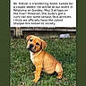 alert, animal_rescue, brown_dog, canine, curly_tail, cute, dog, domestic_animal, fence, grass, nature, outdoor, pet, pet_adoption, puppy, sitting, summer, text_overlay, wrinkled_face, young_dog