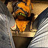 Grimm Reaper is registered to the contest to win money with this photo: dog, brown_dog, harness, green_collar, carpet, jeans, white_sneakers, person, legs, indoor, resting, pet, floor, cord, power_strip, casual, relaxed, top_view, shoes, comfort