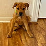 Grimm Reaper is registered to the contest to win money with this photo: puppy, dog, brown_dog, green_collar, wooden_floor, indoor, sitting, pet, canine, young_dog, flooring, wall, door_frame, domestic_animal, animal, cute, fur, ears, paws, looking