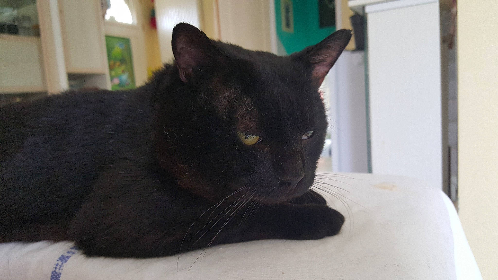 Minou a rejoint le concours — aidez-le/la à gagner de superbes lots ! asian, black, black_cat, bombay, burmese, carnivore, cat, domestic_short_haired_cat, felidae, fur, havana_brown, korat, mammal, small_to_medium_sized_cats, snout, vertebrate, whiskers