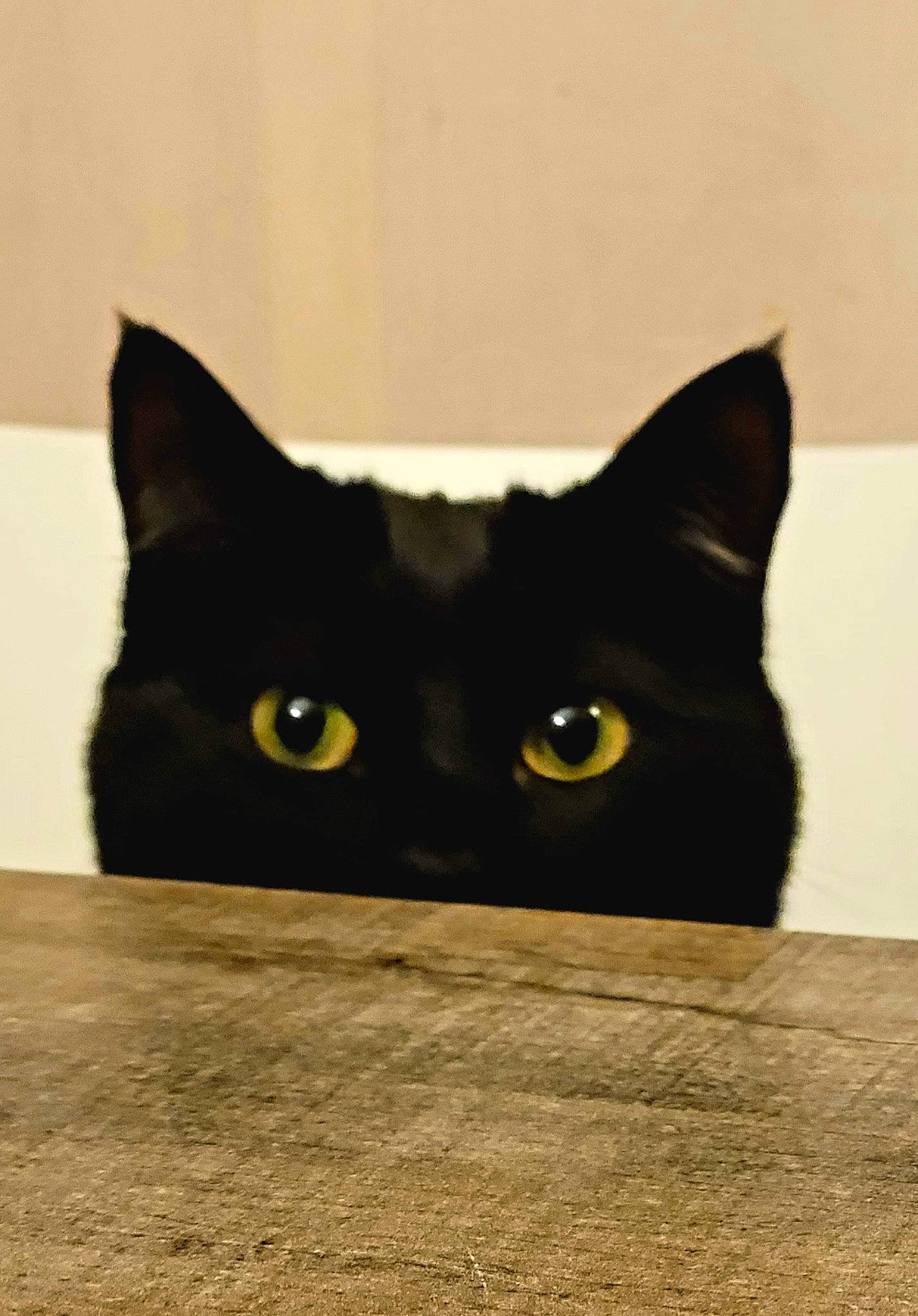 Bonnie a rejoint le concours — aidez-le/la à gagner de superbes lots ! black_cat, bombay, carnivore, cat, domestic_short_haired_cat, felidae, fur, head, packaging_and_labeling, small_to_medium_sized_cats, snout, whiskers