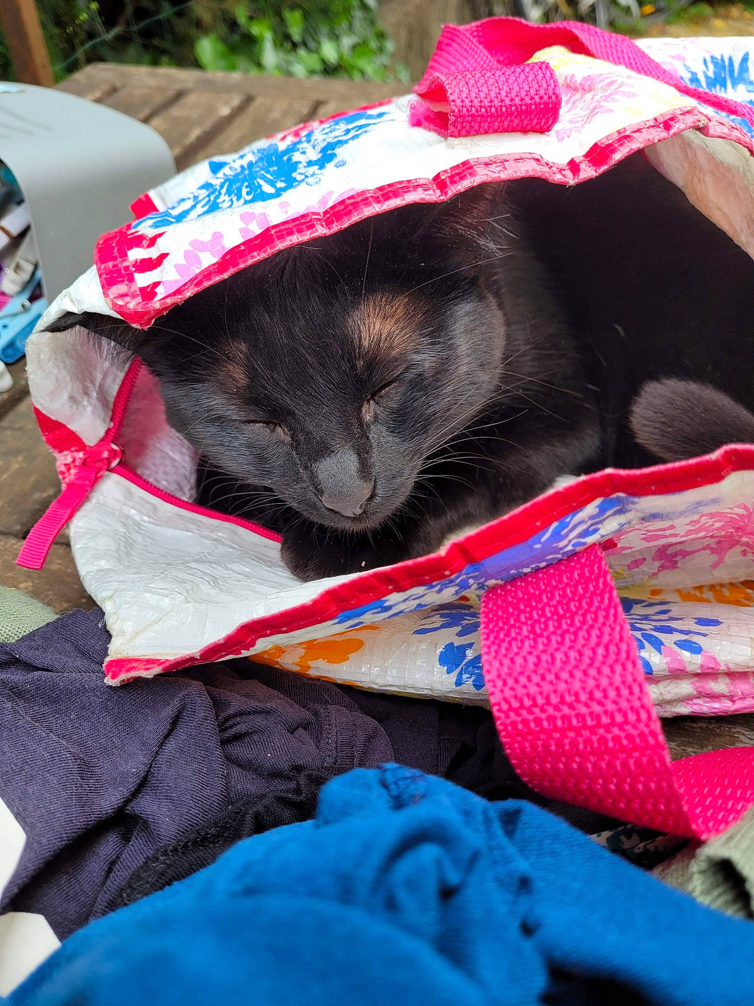 Bonnie participe au concours pour gagner de l'argent avec cette photo : blue, carmine, carnivore, cat, collar, comfort, dog_breed, electric_blue, fashion_accessory, felidae, fur, linens, magenta, nap, pattern, red, small_to_medium_sized_cats, tail, terrestrial_animal, textile