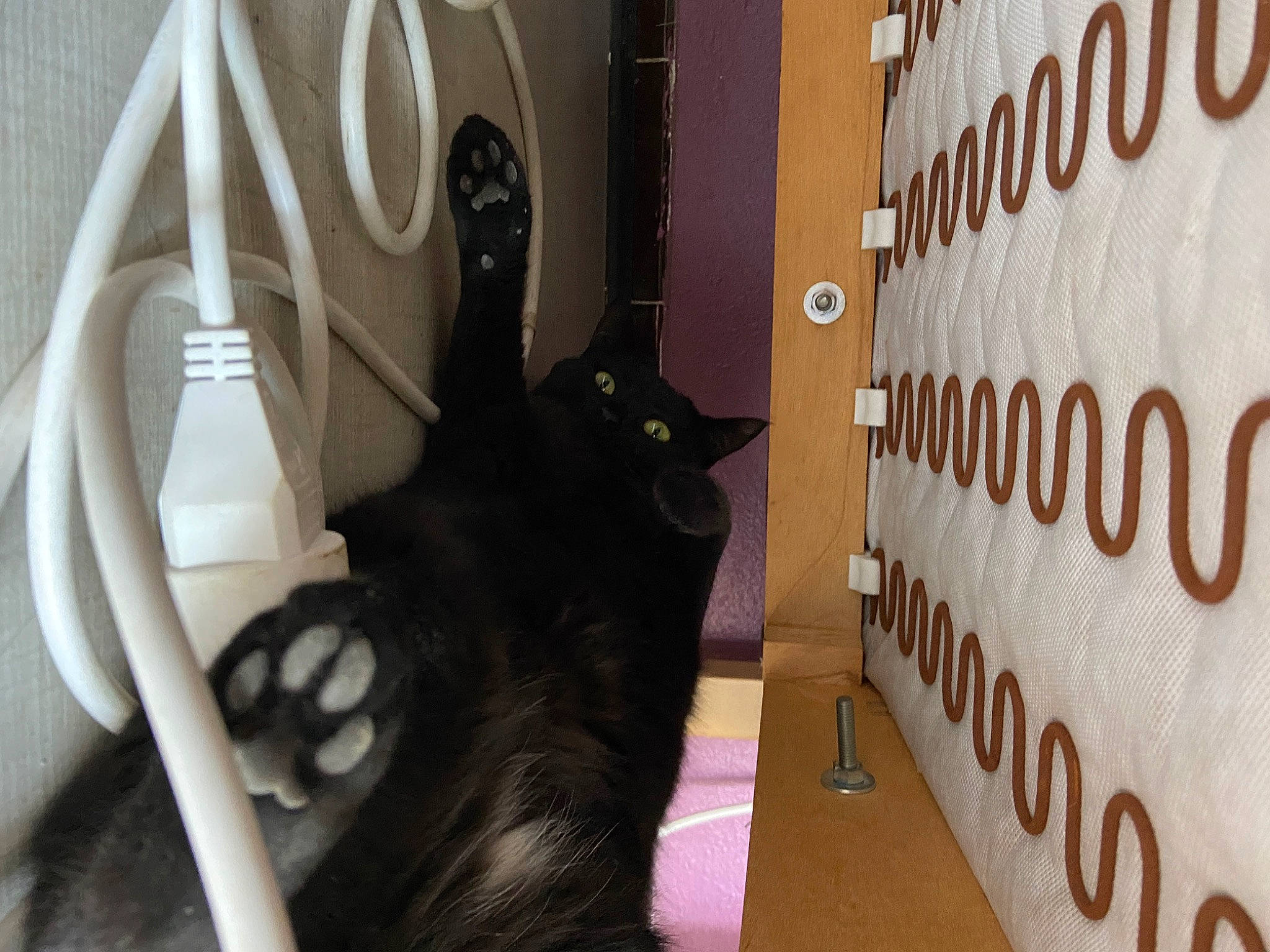 Bonnie a rejoint le concours — aidez-le/la à gagner de superbes lots ! audio_equipment, automotive_tire, black_cat, cable, carnivore, cat, clothes_dryer, domestic_short_haired_cat, electrical_wiring, felidae, flooring, font, fur, room, small_to_medium_sized_cats, snout, tail, whiskers, wire, wood