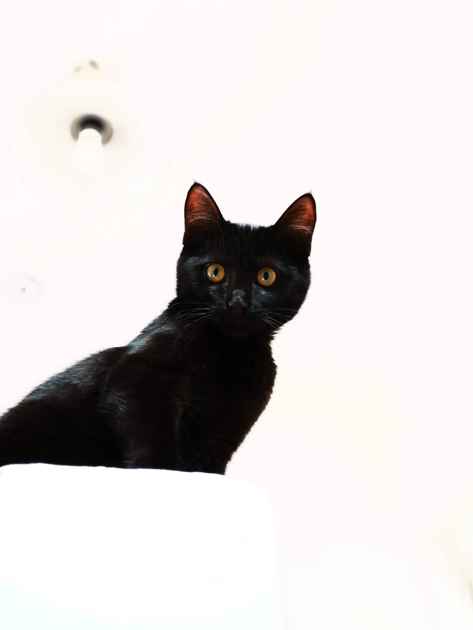 Bonnie a rejoint le concours — aidez-le/la à gagner de superbes lots ! black_cat, bombay, carnivore, cat, domestic_short_haired_cat, felidae, fur, iris, small_to_medium_sized_cats, snout, tail, terrestrial_animal, whiskers