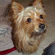 Katchu participe au concours pour gagner de l'argent avec cette photo : dog, small_dog, terrier, pet, long_hair, brown_fur, indoor, blanket, bed, close_up, portrait, cute, big_eyes, whiskers, black_nose, floor, jeans, human_leg, looking_up, sitting