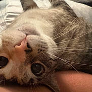 Poppy is registered to the contest to win money with this photo: cat, close_up, pet, animal, whiskers, fur, cute, face, lying_down, relaxed, tabby, domestic_cat, eyes, nose, indoor, soft, feline, portrait, mammal, curious