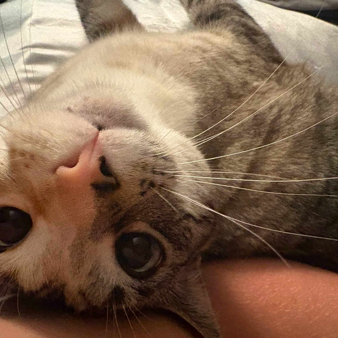 Poppy is registered to the contest to win money with this photo: cat, close_up, pet, animal, whiskers, fur, cute, face, lying_down, relaxed, tabby, domestic_cat, eyes, nose, indoor, soft, feline, portrait, mammal, curious