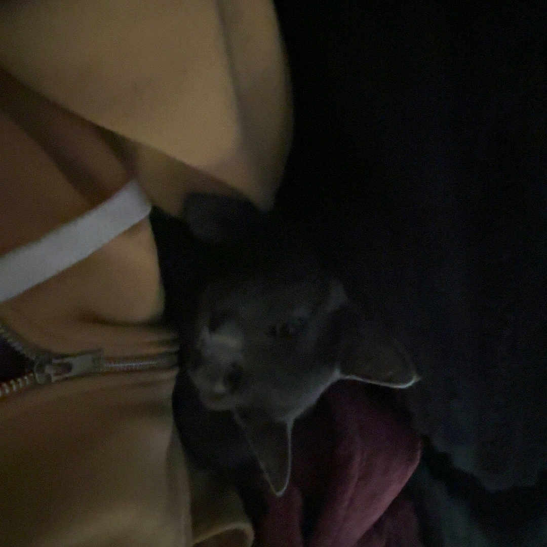 Milo