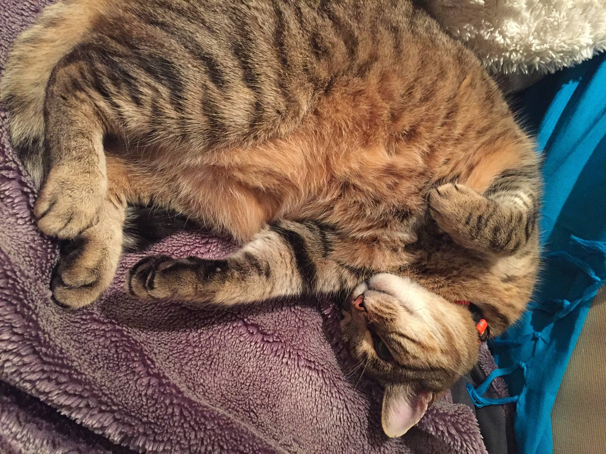 Caporal participe au concours pour gagner de l'argent avec cette photo : carnivore, cat, claw, comfort, domestic_short_haired_cat, fawn, felidae, fur, nap, paw, sleep, small_to_medium_sized_cats, snout, tail, terrestrial_animal, whiskers, wildlife, wrinkle