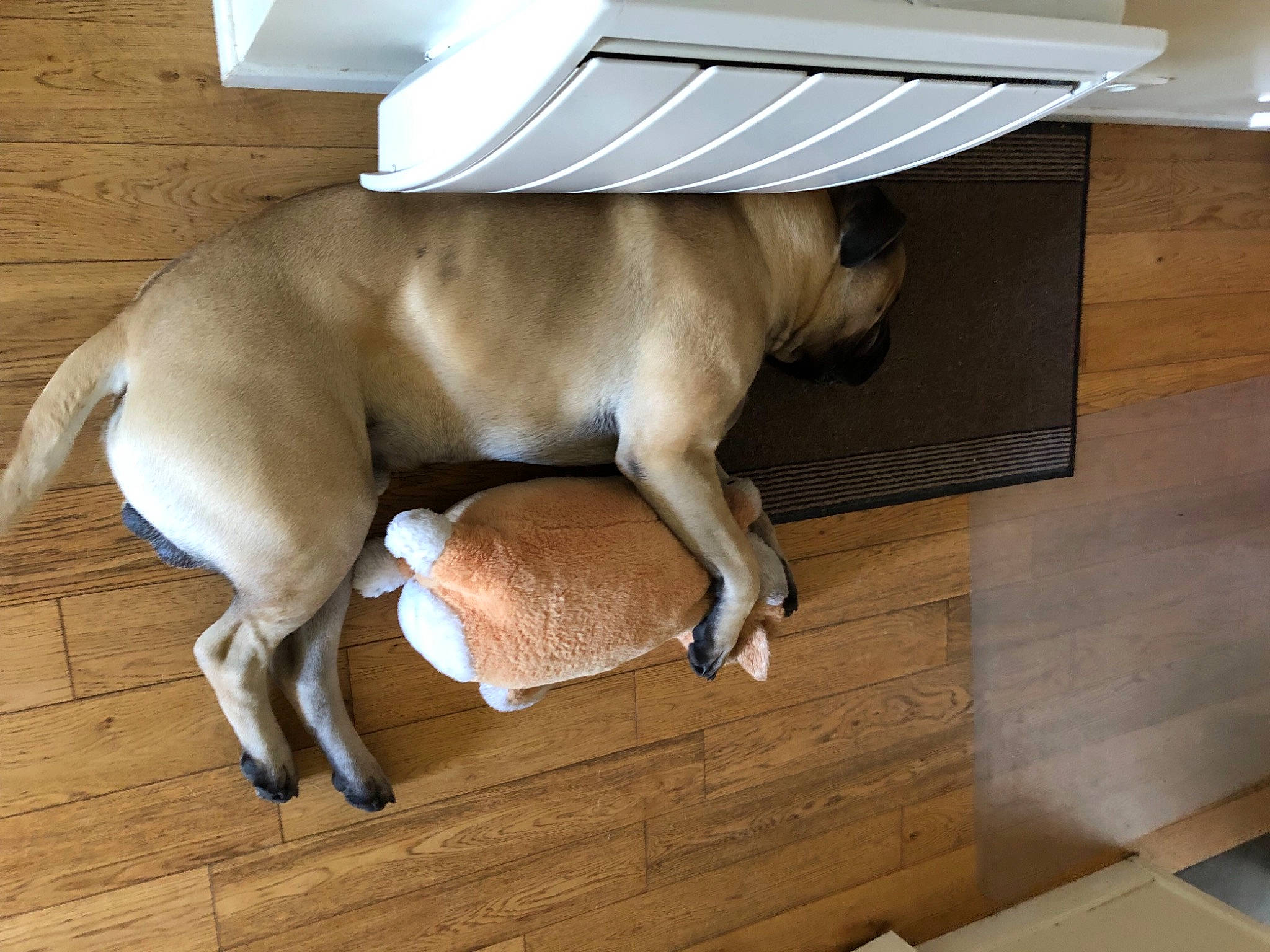 Panzer a rejoint le concours — aidez-le/la à gagner de superbes lots ! carnivore, comfort, companion_dog, dog, dog_breed, fawn, floor, flooring, hardwood, liver, non_sporting_group, pet_supply, plywood, sporting_group, tail, wood, wood_flooring, working_animal