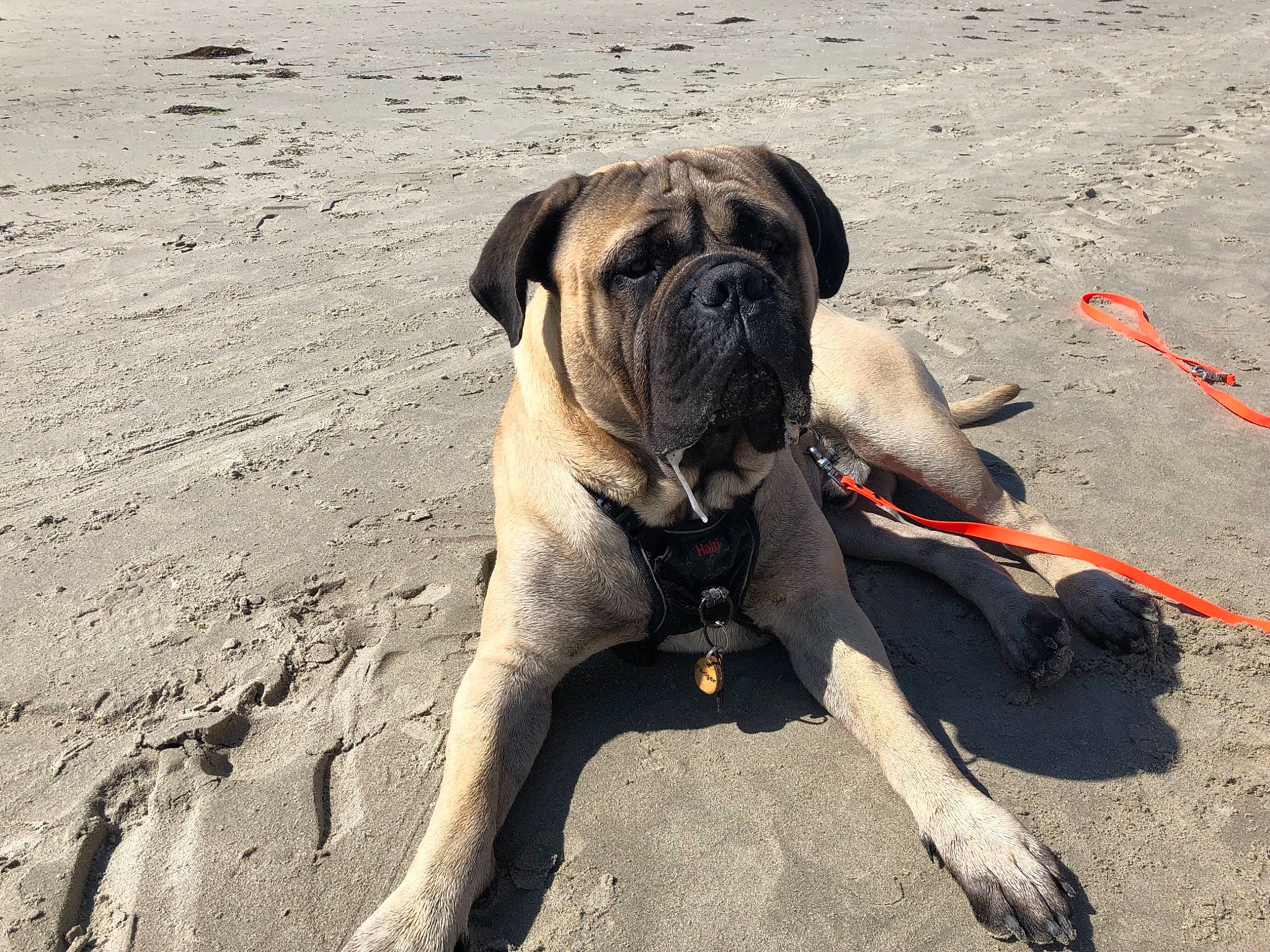 Panzer a rejoint le concours — aidez-le/la à gagner de superbes lots ! ancient_dog_breeds, bulldog, canidae, carnivore, collar, companion_dog, dog, dog_breed, dog_collar, dog_supply, fawn, landscape, leash, molosser, snout, soil, sporting_group, working_animal, working_dog, wrinkle