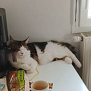 Aiko participe au concours pour gagner de l'argent avec cette photo : cat, feline, longhair_cat, white_cat, tabby, lying_down, table, mug, beverage, bread_bag, kitchen_appliance, radiator, window, wall, countertop, cozy, relaxed, paws, indoor, pet