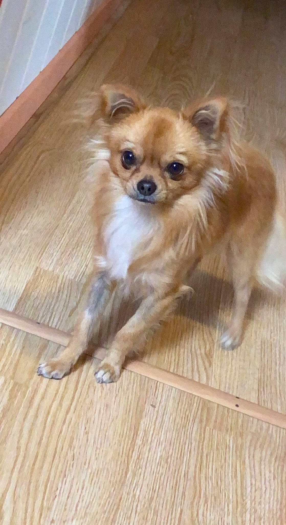 Papayou participe au concours pour gagner de l'argent avec cette photo : canidae, carnivore, companion_dog, dog, dog_breed, dog_supply, fawn, floor, flooring, fur, hardwood, liver, plank, snout, sporting_group, toy_dog, varnish, whiskers, wood, wood_stain