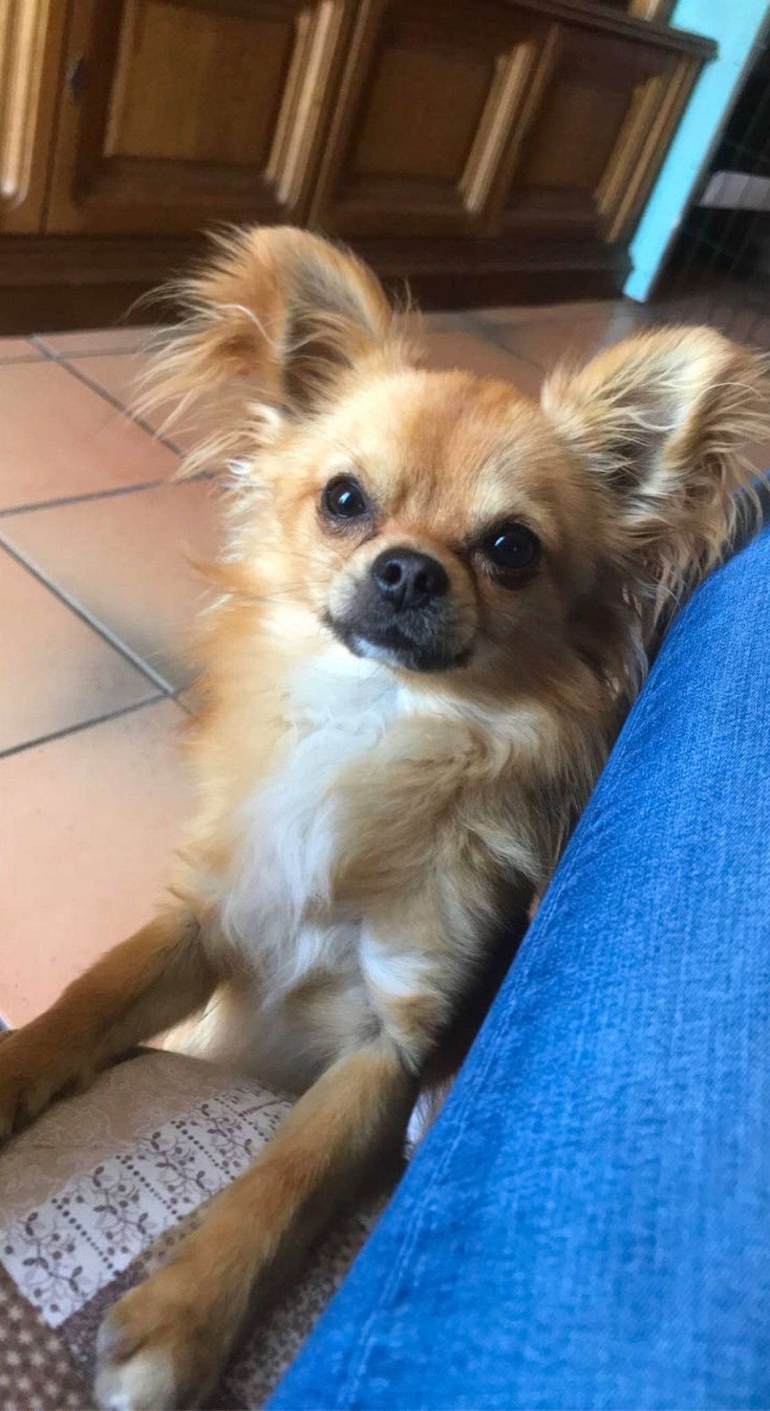 Papayou a rejoint le concours — aidez-le/la à gagner de superbes lots ! canidae, carnivore, chihuahua, companion_dog, corgi_chihuahua, dog, dog_breed, dog_supply, fawn, fur, liver, non_sporting_group, snout, sporting_group, tibetan_spaniel, toy_dog, volpino_italiano, whiskers, wood, working_animal