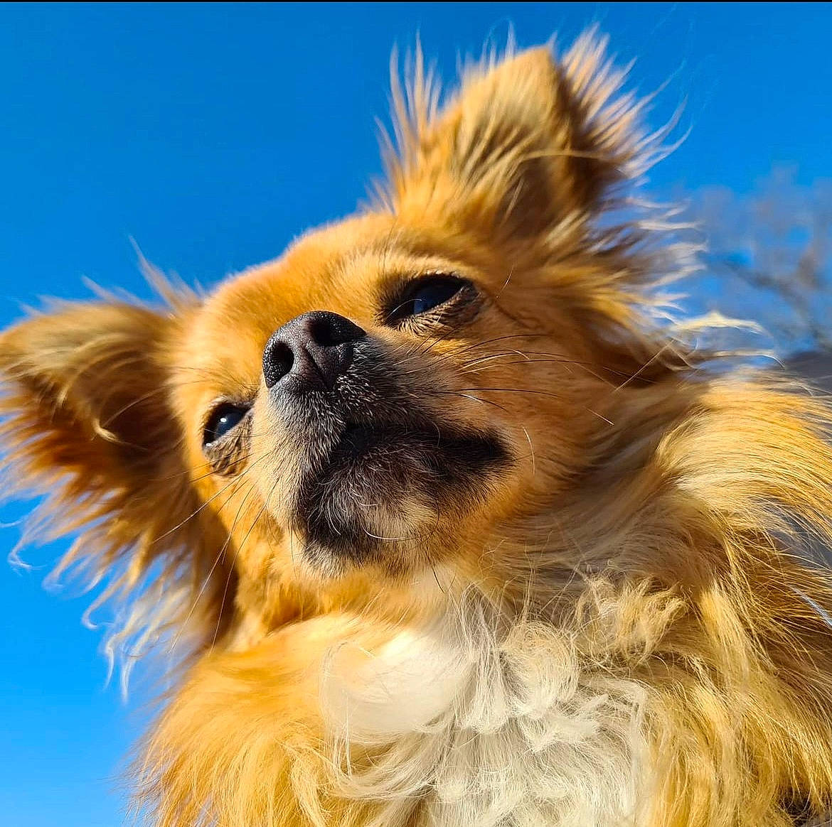 Papayou a rejoint le concours — aidez-le/la à gagner de superbes lots ! canidae, carnivore, close_up, companion_dog, dog, dog_breed, fawn, fur, german_spitz, german_spitz_klein, german_spitz_mittel, liver, scotch_collie, shetland_sheepdog, sky, snout, spitz, sporting_group, toy_dog, whiskers