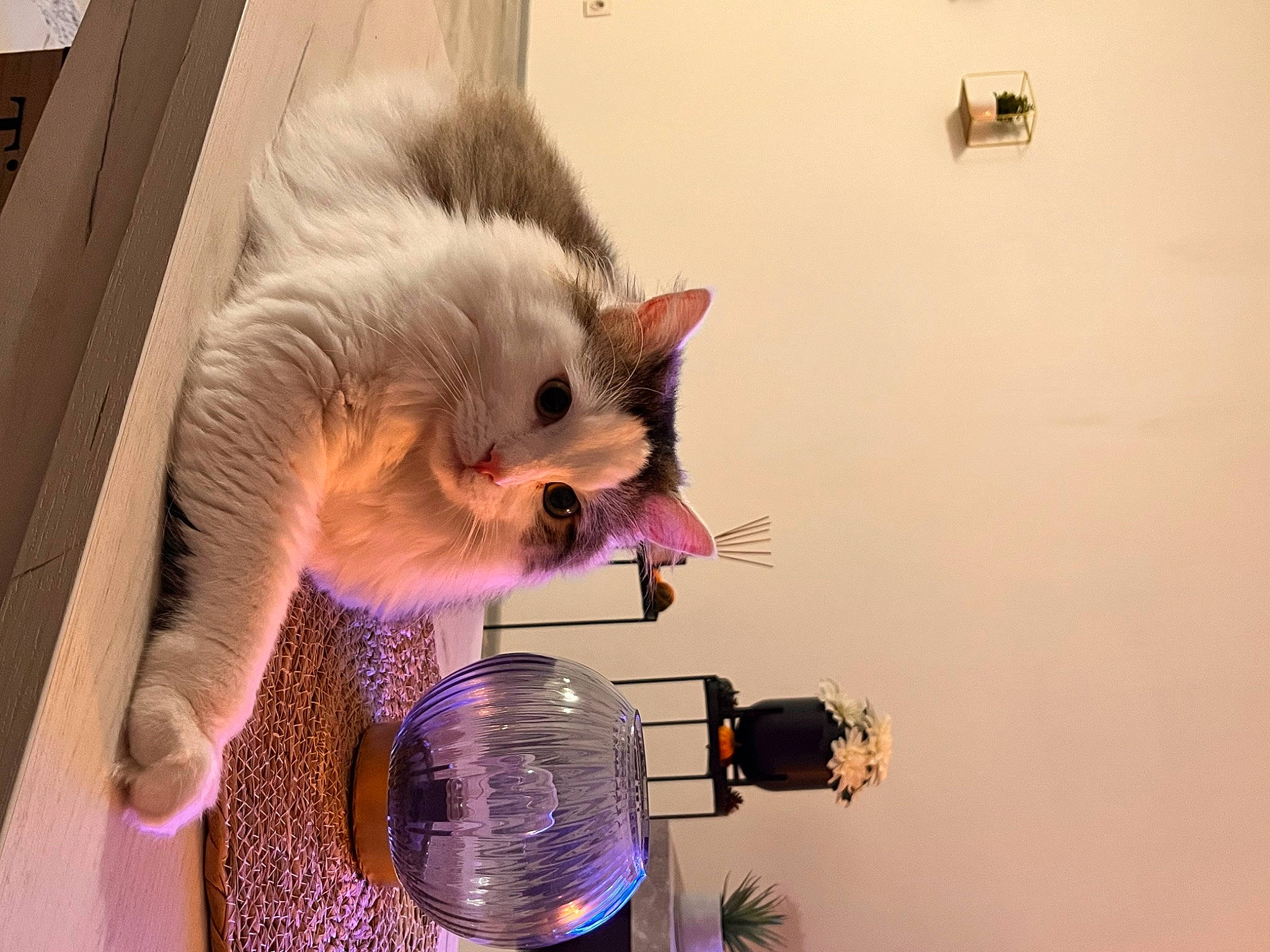 Sheba participe au concours pour gagner de l'argent avec cette photo : art, canidae, carnivore, cat, companion_dog, dog_breed, event, fashion_accessory, fawn, feather, felidae, fur, magenta, small_to_medium_sized_cats, snout, spitz, tail, toy, toy_dog, whiskers