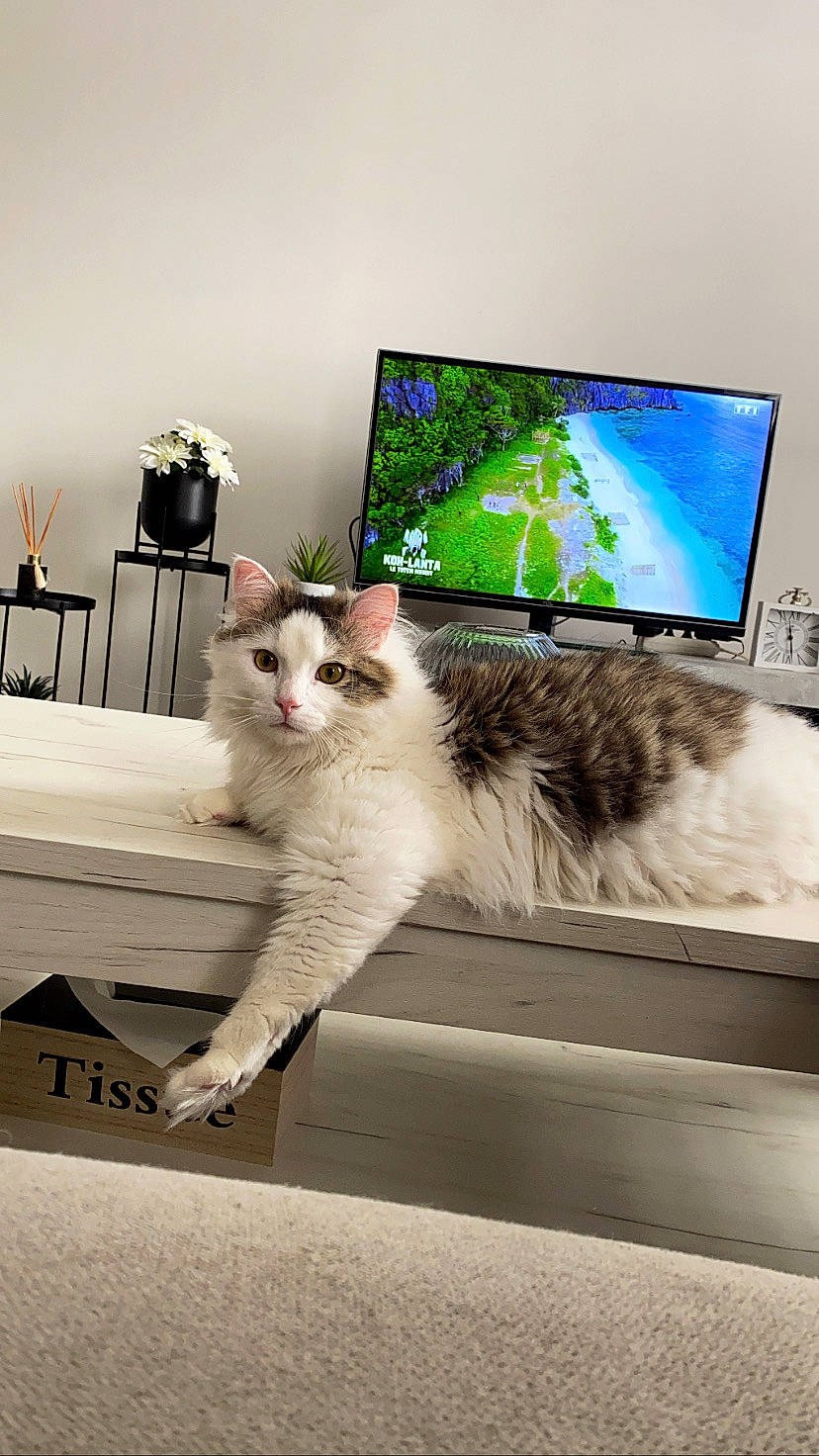 Sheba a rejoint le concours — aidez-le/la à gagner de superbes lots ! carnivore, cat, claw, comfort, computer, display_device, domestic_short_haired_cat, felidae, flat_panel_display, flooring, fur, paw, personal_computer, plant, room, sitting, small_to_medium_sized_cats, tail, whiskers, window