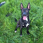 Skye participe au concours pour gagner de l'argent avec cette photo : dog, black_dog, grass, outdoor, pet, animal, happy, tongue_out, ears_up, nature, green, field, canine, sitting, playful, friendly, summer, sunlight, alert, domestic_animal